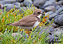 Charadrius semipalmatus